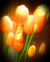 Tulips at Filoli (edited)