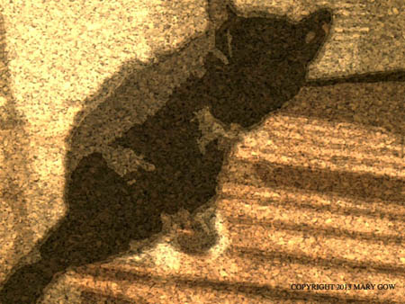 Spontaneous photo of Shadow in the sun, using the camera app, Paper Artist. Photo by Mary Gow. 